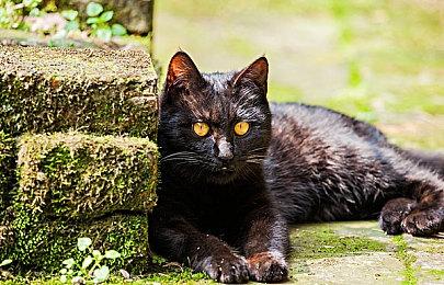 威世智和孩之宝总裁宣布离职 继任者正在寻找中